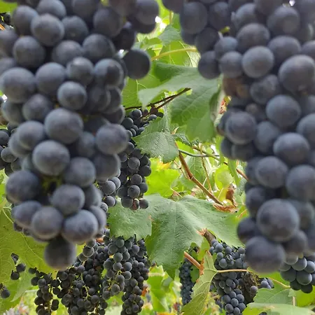 Pensjonat Marusia 3*