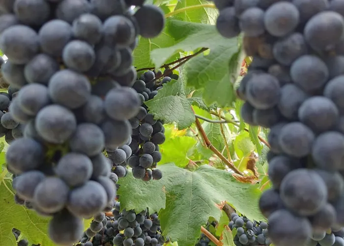 Casa de hóspedes Marusia 3*